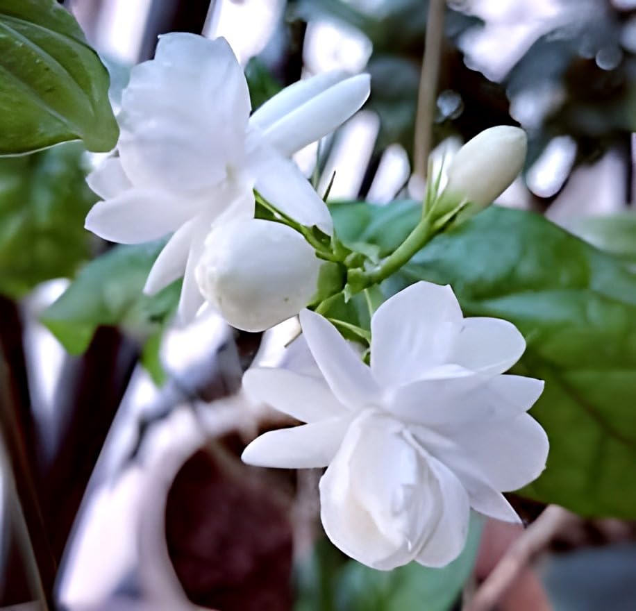 HIDDEN ENTERPRISE-All Season Most Beautiful 1Healthy Live Dubble petel Mogra Jasmine (Beli) Flower Plant Tree || For Wanderful Home Garden Flower plant. (B0D3QQX3Y3) Amazon Price History, Amazon Price Tracker