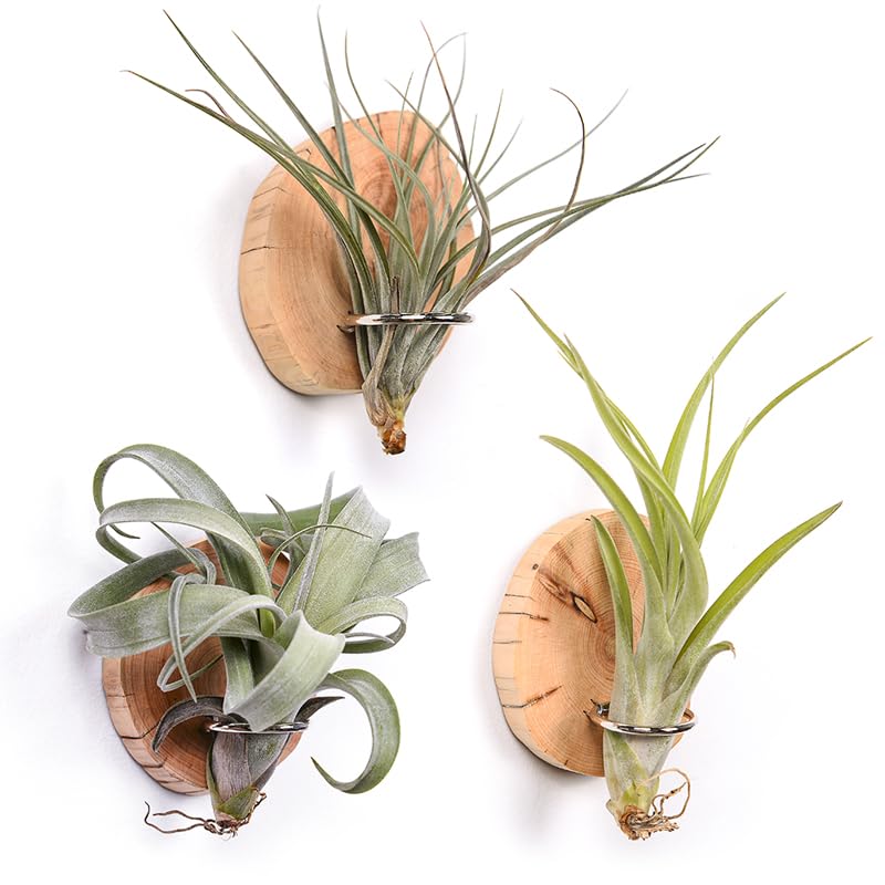 MITIME Magnetic air Plant Holder Refrigerator Sticker, Natural Wood Irregular Shape air Plant Wall Mount Holder. Refrigerator, Wall Decoration.Living Rooms, and Kitchens (Cypress Wood, 3)