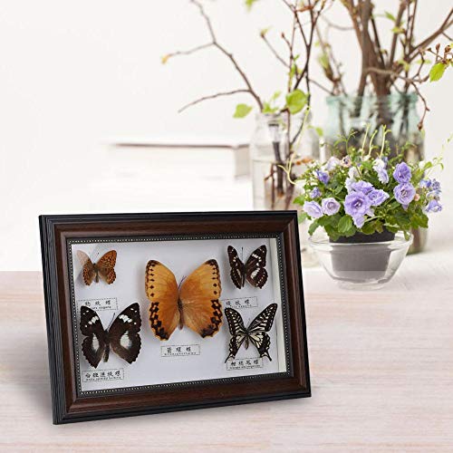 Exquisite Butterflies Specimen, Insect Specimen, for Family for Friends(Black frame), 19.5*29.5*4 cm - Image 4