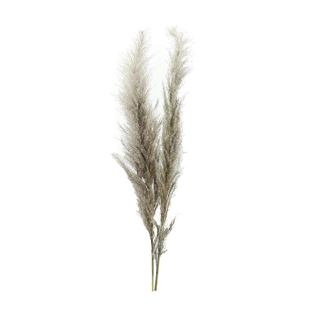 YATAI Natural Dried Pampas Grass Flowers Spray Preserved Flower Branches Wholesale Dried Feather Grass Stems for Home Table Vase Centerpiece Festival Ornament Wedding Party Decoration (2)