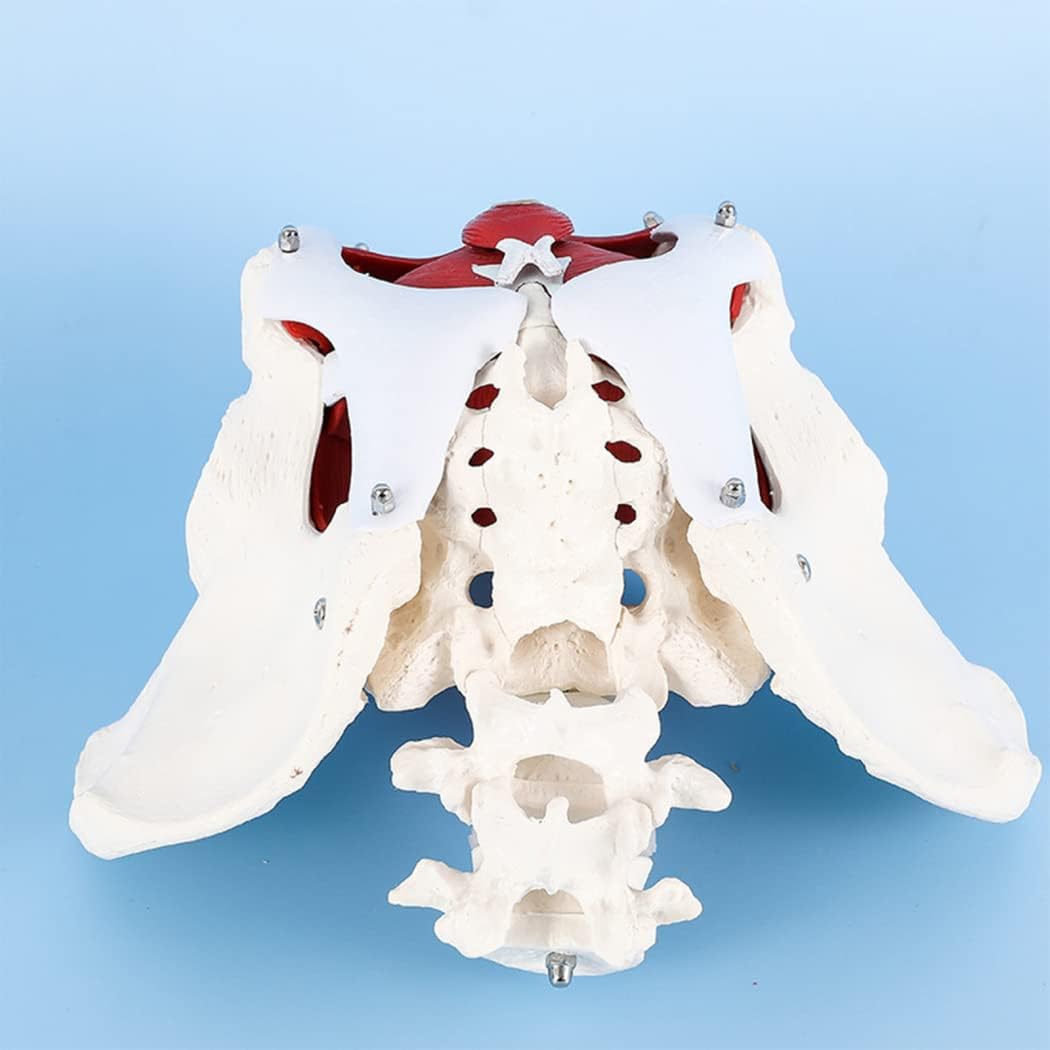 Model Female Pelvic Belt Muscle Model Female Pelvic Structure Bladder Pelvic Floor Muscle Model Teaching Model Two Segments Lumbar Spine