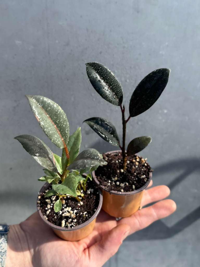 PLANTVERS Set of 2 Ficus Plants in 2" Grow Pots – Assorted Live Ficus Varieties – Easy Care Indoor Houseplants – Air Purifying & Low Maintenance Decorative Plants