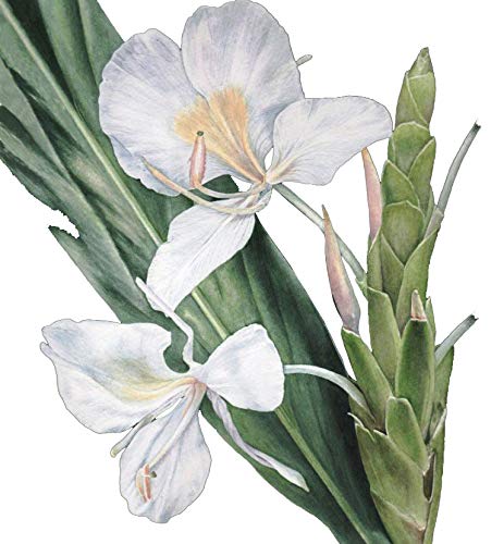 Hedychium Coronarium Ginger Lily Flower Bulbs Not Seeds For Indoor Outdoor Garden White Colour Pack Of 1 Piece Amazon In Garden Outdoors