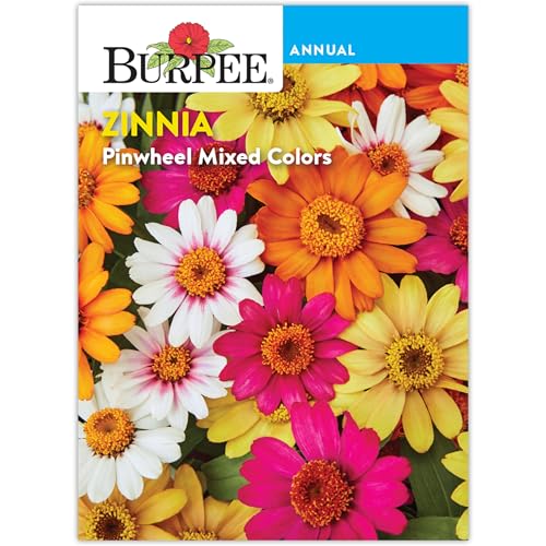 Burpee 'Pinwheel Mixed Colors' Zinnia Seeds - 120mg Non-GMO Seed Packet for Home Gardening - Container Friendly, Mildew Resistant, Vibrant Mixed Colors, Annual Flower Seeds, Pollinator Friendly