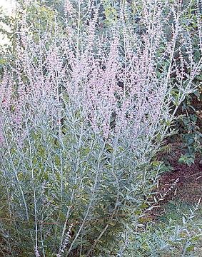 Perovskia atriplicifolia Russian Sage 100 Seeds