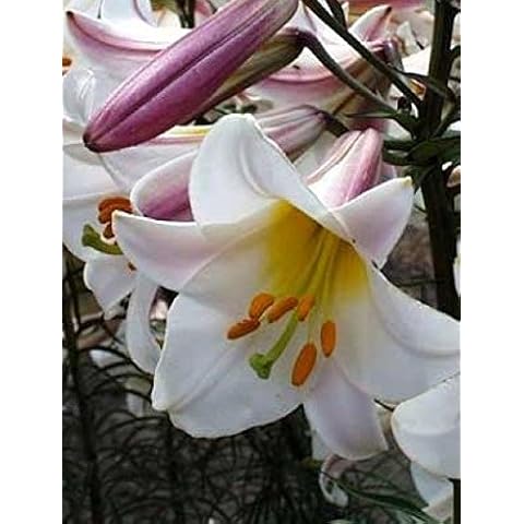 JULIA'S GARDEN-3 x Extra Large Lily Regale Bulbs-Lilium Trumpet-Highly Scented Cover