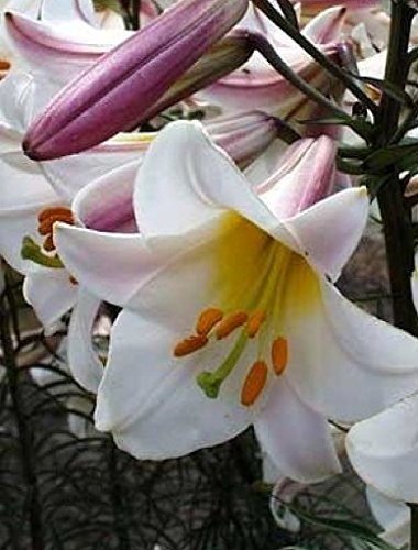 JULIA'S GARDEN-3 x Extra Large Lily Regale Bulbs-Lilium Trumpet-Highly Scented