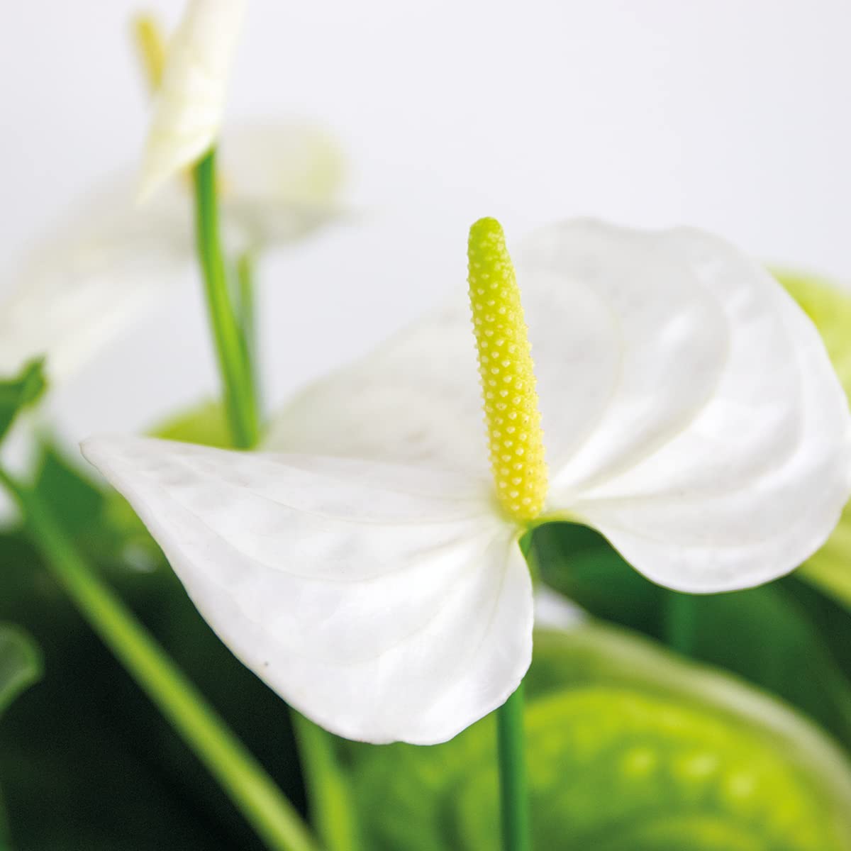 Bloomique - Anthurium Andreanum - Wei - Flamingoblume - Blhende  Zimmerpflanzen - Pflegeleicht - Hhe 40-50 cm - Topf 14 cm : Amazon.de:  Garten