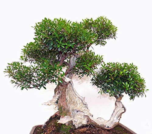 Preisvergleich Produktbild Seedeo Bonsai Anzuchtset Echte Myrte (Myrtus communis)