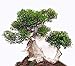 Produktbild Seedeo Bonsai Anzuchtset Echte Myrte (Myrtus communis)