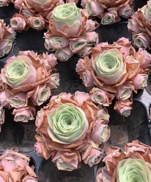 25 Seeds Aeonium Greenovia Aurea Mountain Rose Seeds Rare Succulent Plant