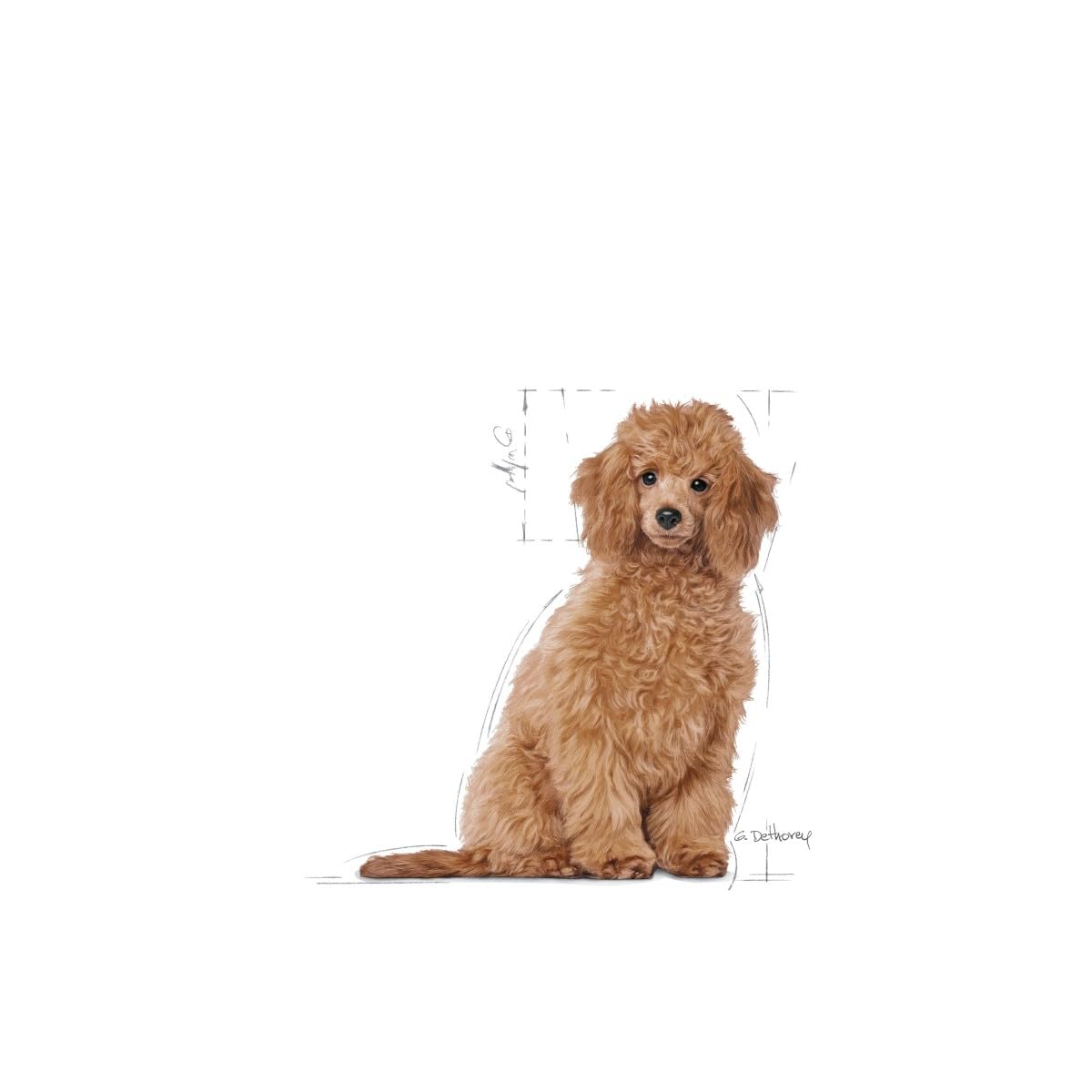 Royal Canin Poodle Puppy | 3 kg | Alimentation complète pour chiots Caniches | Jusqu’à 10 mois | Pour soutenir les défenses naturelles & la qualité du pelage | Avec Oméga-3 & antioxydants