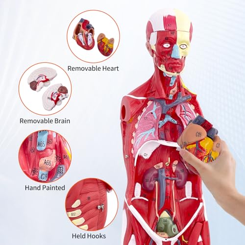 Image of SFXYJ Human Anatomy Muscle Model, 27 Part 1 /2 Life Size 33 inch Human Body Muscular System Model with Removable and Muscle Anatomy Includes Detailed Color Product Manual for Medical Educational Training