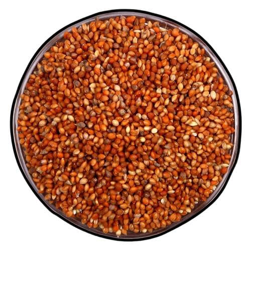 Red millets for Small, Medium Size Birds for Cockatiel, Budgies, Lovebirds and All. 500 Grams Bird Food, High Protin & Fiber Bird Feeding Seeds (B0CY2KMPH9) Amazon Price History, Amazon Price Tracker