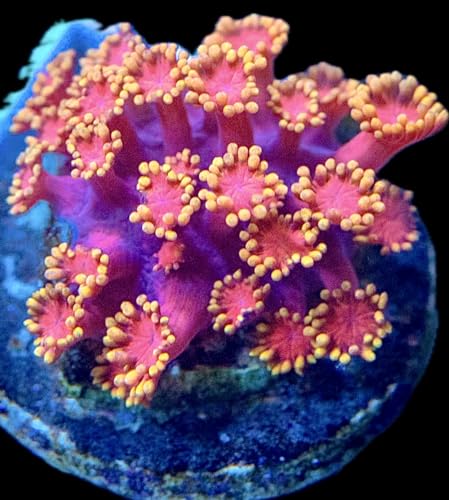 Coral Decor for Aquarium, Live Saltwater Corals, Brand coralSLover, Livestock, Hot Pink Lemonade...