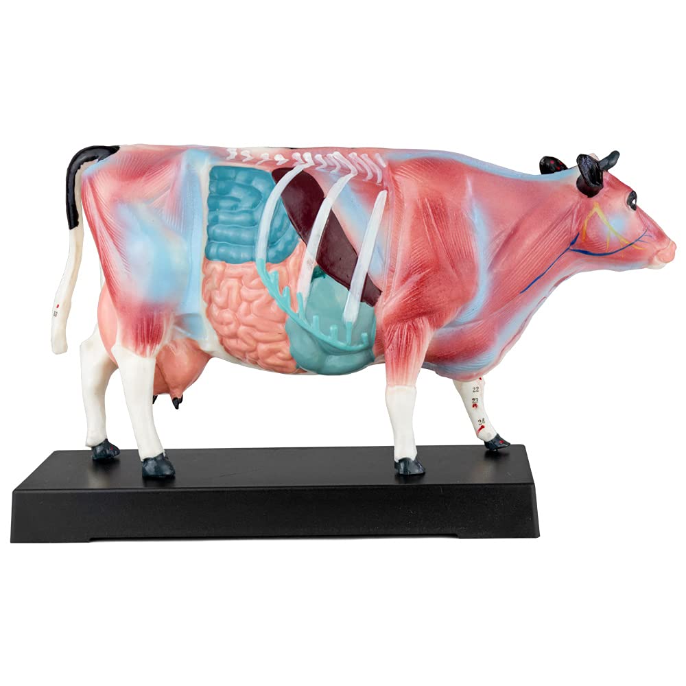 Acupuncture Anatomie Figure TCM Modèle Acupuncture Modèle Sélection Animal Chien Boeuf Cochon Cheval Chat Muscle Modèle, Modèle Animal:Boeuf