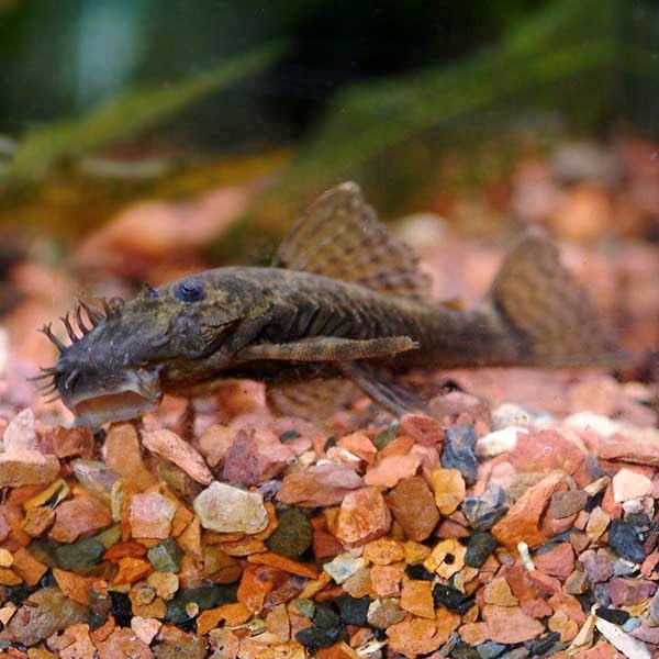 Bristlenose Catfish Size