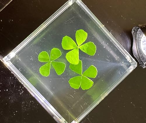 Image of 2 inch Real Three Four Leaf Clovers Shamrock in Crystal Clear Lucite Resin Cube Specimen St.Patrick's Day inchLucky Leaf inch Gift Crafts Collection Botany Science Education Desk Ornament Display Paperweight