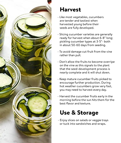 Burpee Supremo Pickling Cucumber Seeds 30 Seeds #TOP3