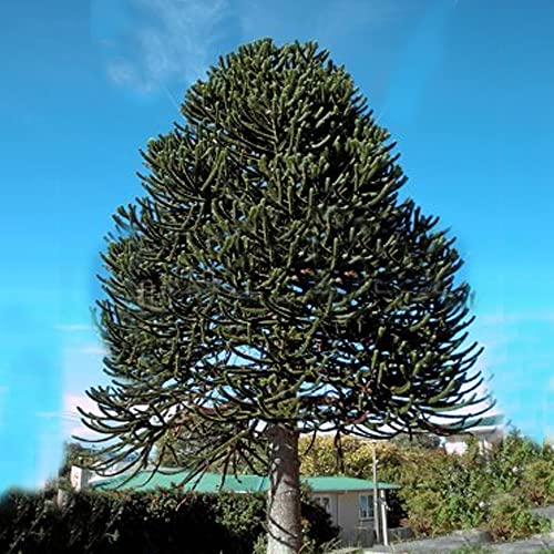 Araucaria Araucana - Albero puzzle a forma di scimmia, per esterni, giardino, pianta forte e sana in vaso (vaso da 3 litri, 30-50 cm) Araucaria Araucana - Albero puzzle a forma di scimmia, per esterni, giardino, pianta forte e sana in vaso (vaso da 3 litri, 30-50 cm)