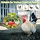Hähnchen Gemüse Hängende Futterautomat, Faltbar Eisen Huhn Obst Feeder 16,5 Zoll Großer Hühner Spielzeug Zubehör mit Ketten zum Aufhängen für Enten Gänse Vögel (Schwarz)