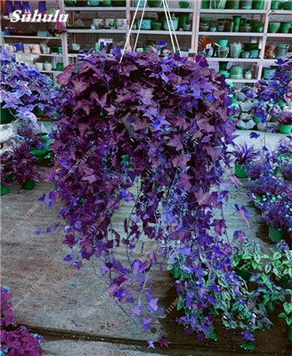 Rara Semilla De Flor Colorida Planta Trepadora De Hoja Perenne De La Rota Al Aire Libre Facil Grow Bonsai Colgando Planta De La Cesta Los Mas Populares 50 Pc 6 Amazon Es Jardin