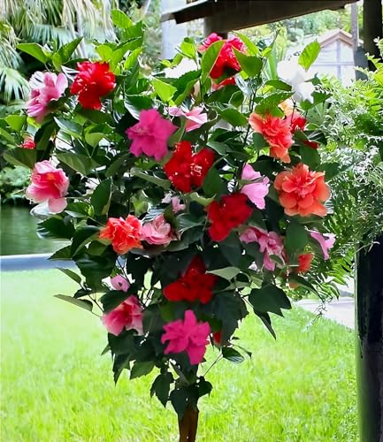 Image of Double Petal Multi Hibiscus Live Plant Tree | 10 Colour Flowering Plant | Beautiful Indoor Outdoor Plant | For Home Garden, Balcony & Decoration | Healthy Live Plant (Without Pot)