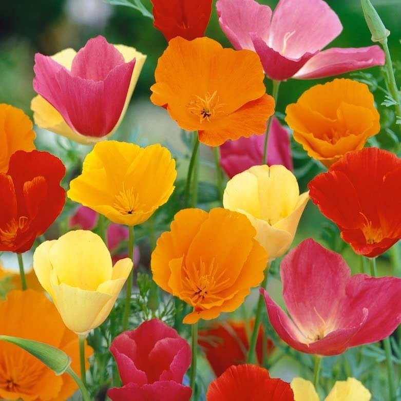 Live Green California Poppy Flower Seeds for Winter Season - Qty 30 Seeds (Mixed) (B0BY9J7WXV) Amazon Price History, Amazon Price Tracker