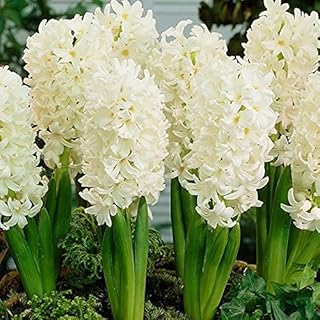 Amazon Co Jp 球根 ヒヤシンス Amazon Co Jp 球根 ヒヤシンス