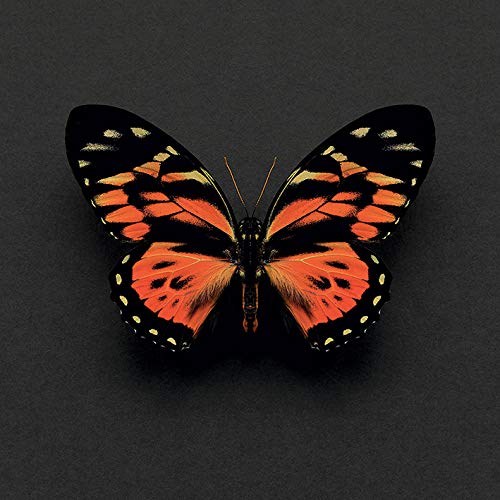 Alyson Fennell Canvas, Multi-Colour, 30 x 30 cm