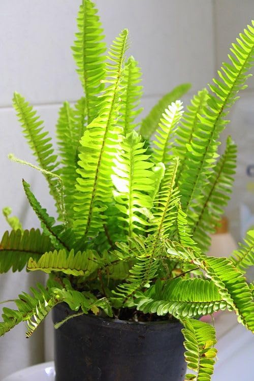 Boston Fern Live Plant for Home Decoration, Pteridophyta Plant for Garden, Natural Air Purifier Bonsai Good Luck Plant : With Black Pot