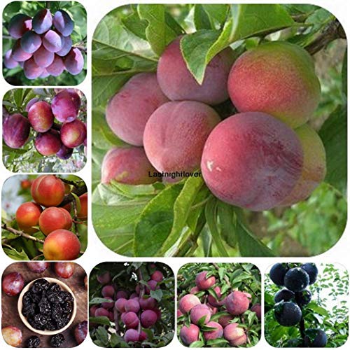 AGROBITS Rosaceae PlumFunction Value WumeiILOE 01