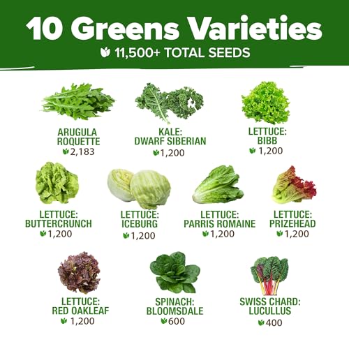 Image of HOME GROWN 11,500+ Heirloom Lettuce Seeds - 10 Varieties Including Romaine, Buttercrunch, Iceberg, Kale & Spinach - Non-GMO USA Seeds for Planting Indoor, Outdoor & Hydroponic Gardens