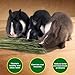 Ohcool Premium Oat Hay for Pets - Dust Free Natural Green Fresh Pet Food Hay for Rabbits, Guinea Pigs, Chinchillas, Hamsters & Gerbils - 1.06 lbs