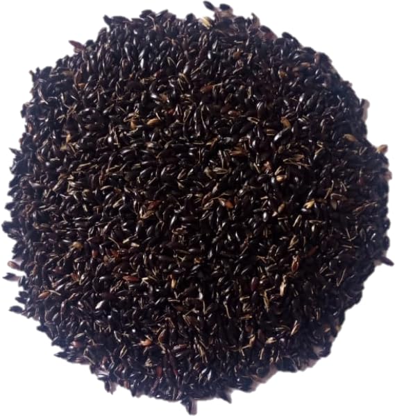 CSV 33 MF Multi-Cut Fodder Sorghum Grass Seed - 4 Kg : Amazon.in ...