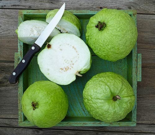 Image of Nursery Live Rare Guava inch Thai 5 inch Exotic 40 Fruit Seeds for Growing