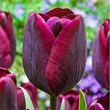 Tulpenzwiebeln zum Pflanzen von Now UK | winterharte Fr&uuml;hlingsbl&uuml;hende Stauden | Lebendiger Garten & Topf-Display - 6Bulbs-g