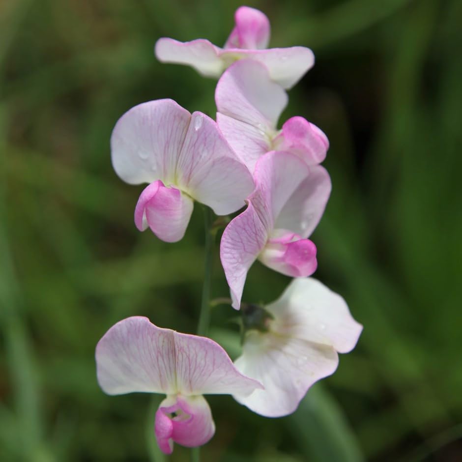 Plant Theory 10cm Lathyrus latifolius Rosa Perle White Flowering Vine Climbing Plant 9cm Pot