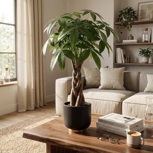 Image of Money Tree Live Plant, Pachira Aquatica, 4 Inch Pot, Braided Indoor Houseplant, Easy Care