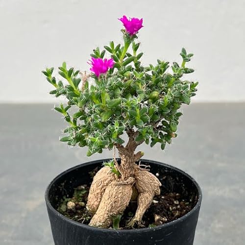 トリコディアデマ：ブルボスム 姫紅小松 3号鉢[塊根植物 ビザールプランツ][アフリカン盆栽][長谷川園芸]