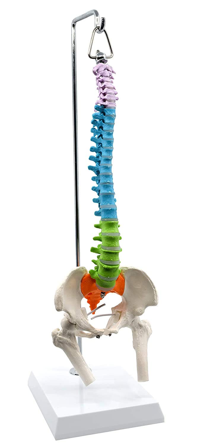 Wellden Medical Anatomical Mini Spine with Femur/Nerve, Didactic Colored