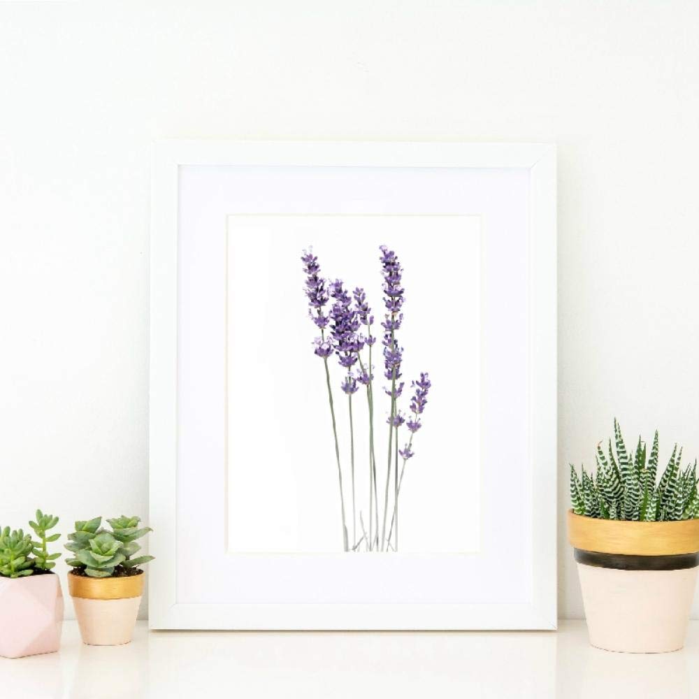 SHINERING Modern Plakate und Botanische Gravur Eukalyptus, Lavendel,  Olivenbaum, Kunstleinwand, minimalistisch, Dekoration zu Hause, ohne Rahmen  : Amazon.de: Kche, Haushalt & Wohnen