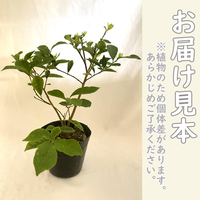 Amazon.co.jp: 花木 苗 かおりバンマツリ 12cmポット 大株 ニオイ 