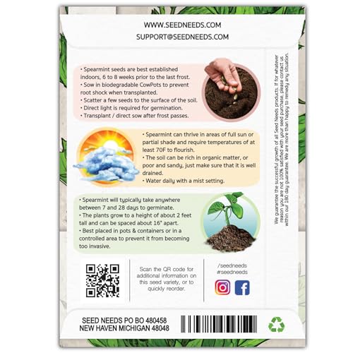 Seed Needs Mint Seeds for Planting Spearmint Herbs - Non-GMO Heirloom & Untreated Perennial Herb Seed to Plant a Home Grown Herb Garden Indoors or Outdoors (1 Pack) - Image 2