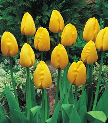 Tulpenzwiebeln Golden Apeldoorn – 10 Stück, Gelb, Winterhart – Für Beet & Schnittblumen