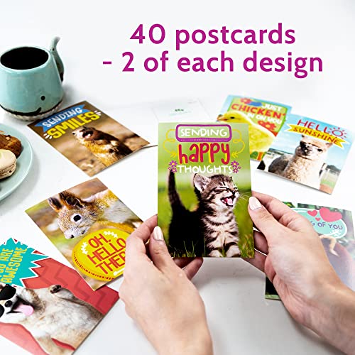 T Marie 40 Funny Animal Postcards - Bulk Thinking Of You Postcard Pack For Kids, Students, Friends, Teacher And More - Say Hello, Thank You Or I Miss You With Cute Note Cards #TOP1