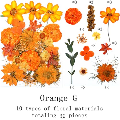 Surakey Flores Secas Naranjas Prensadas 30 piezas miniatura 2