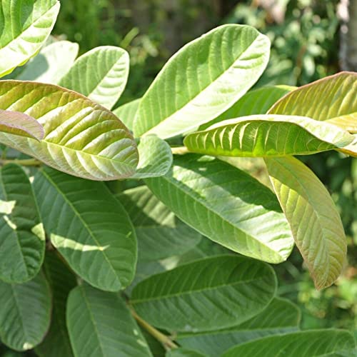 Image of 2.1oz Premium Dried Sea Moss, 100% Natural, Make 40oz of Gel, Wildcrafted, Caffeine Free, Sugar Free, Gluten Free, Vegan. (Avocado Leaves, 1oz (Pack Of 1))