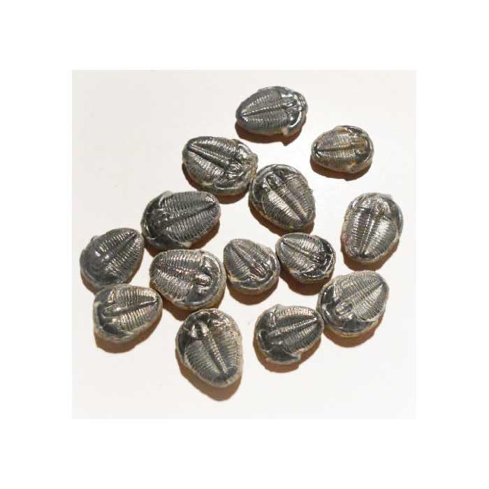Amazon | SCIENCE 化石標本「三葉虫 エルラシア・キンギ （Trilobite 