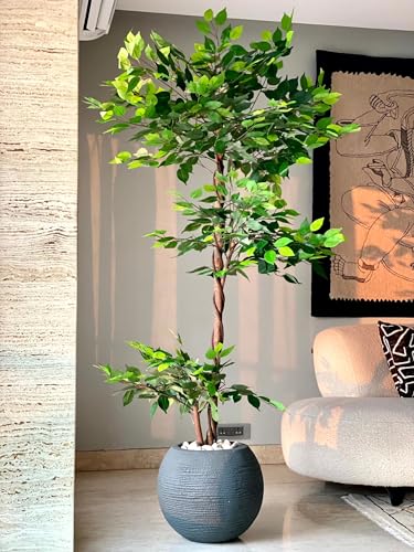 Image of Twisted Artificial Fig Trees | 6 Feet Ficus Tree Without Pot Realistic Plant - Trees - | Indoor Tropical | Home - Cafe - Shop - Office | Gifting - Decor - Ambience